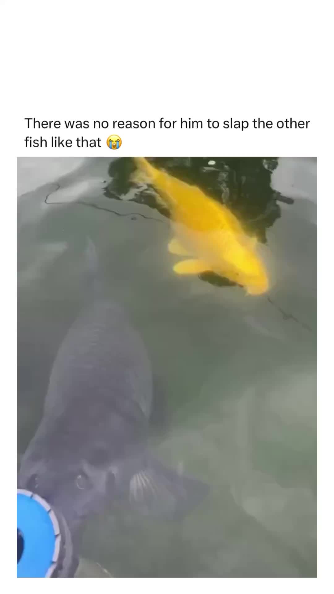Lagi nyuapin ikan