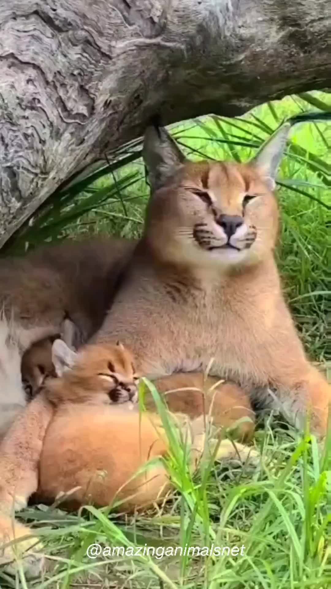 Amak sama anaknya