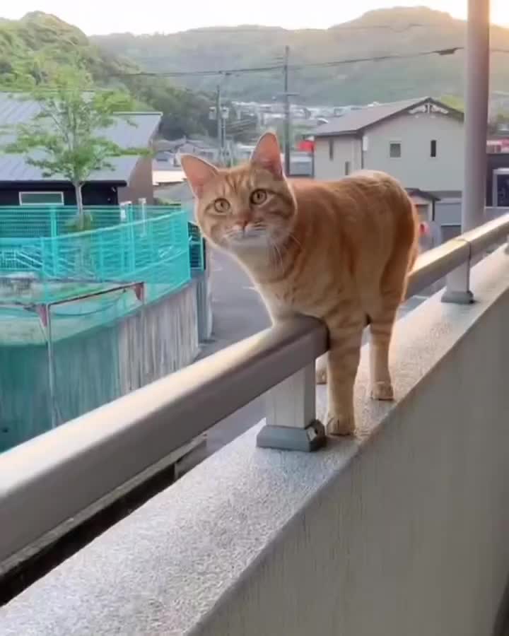 Oyen gabut