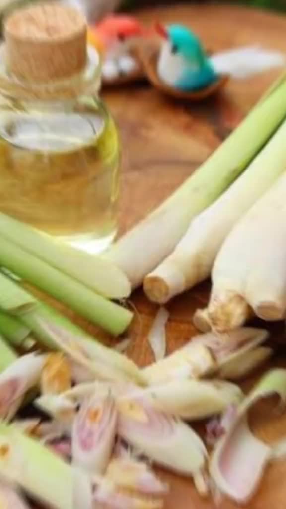 herbal untuk asam urat