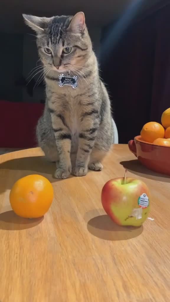 bisa jadi kucing pelacak nih