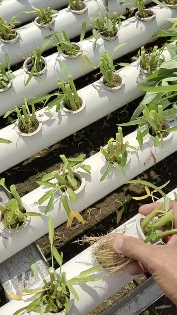 Panen kangkung