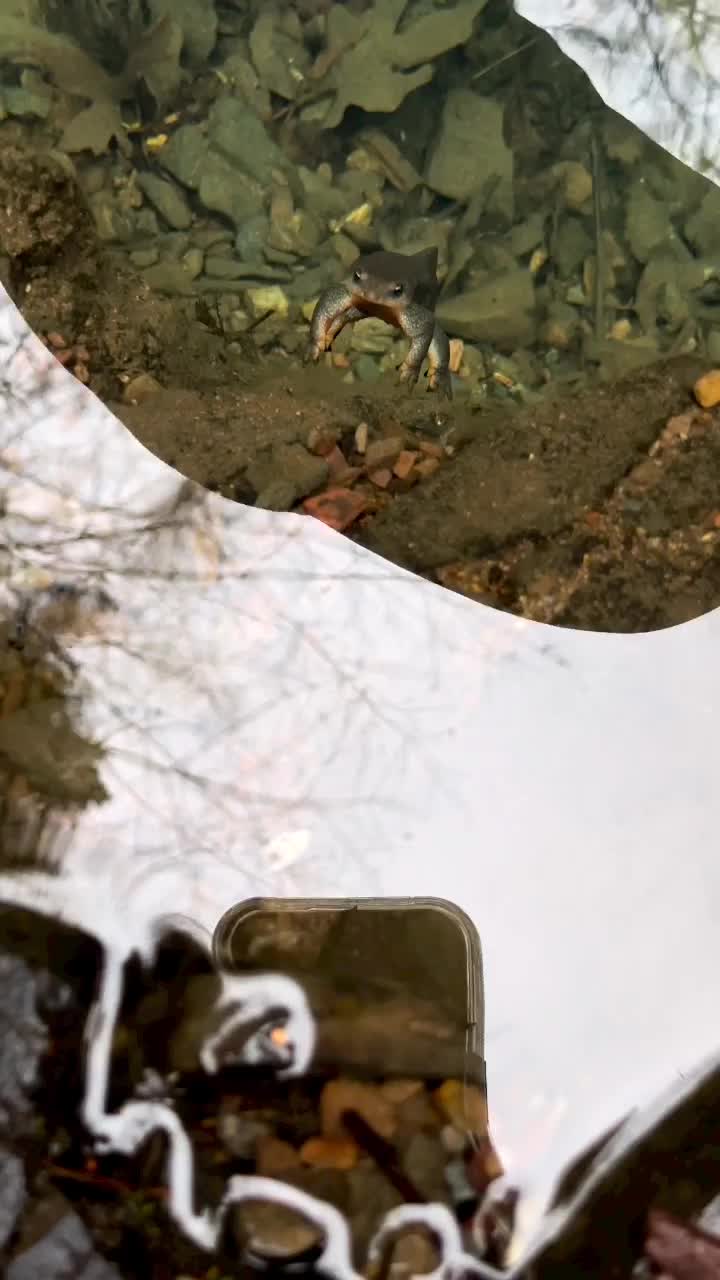 Haaiii