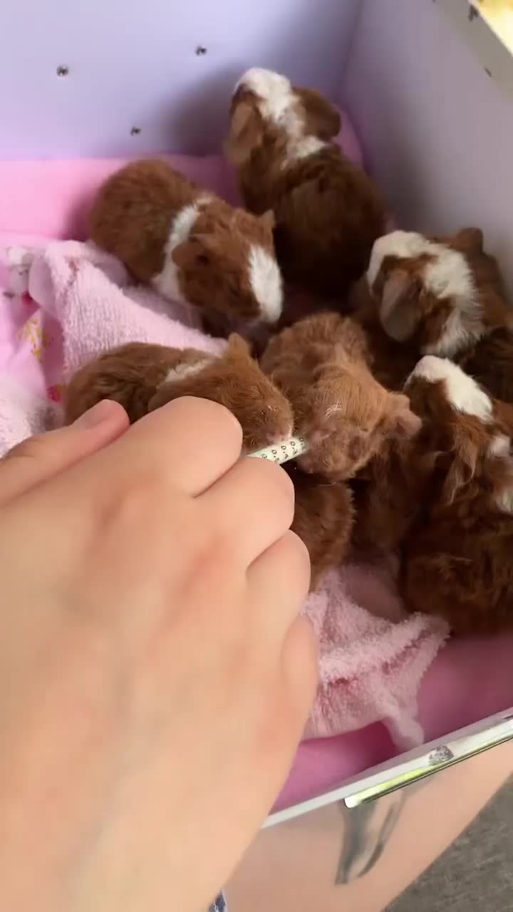 Ngasih makan bayi
