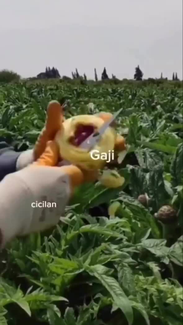 Gaji masih aman bunda??😁 