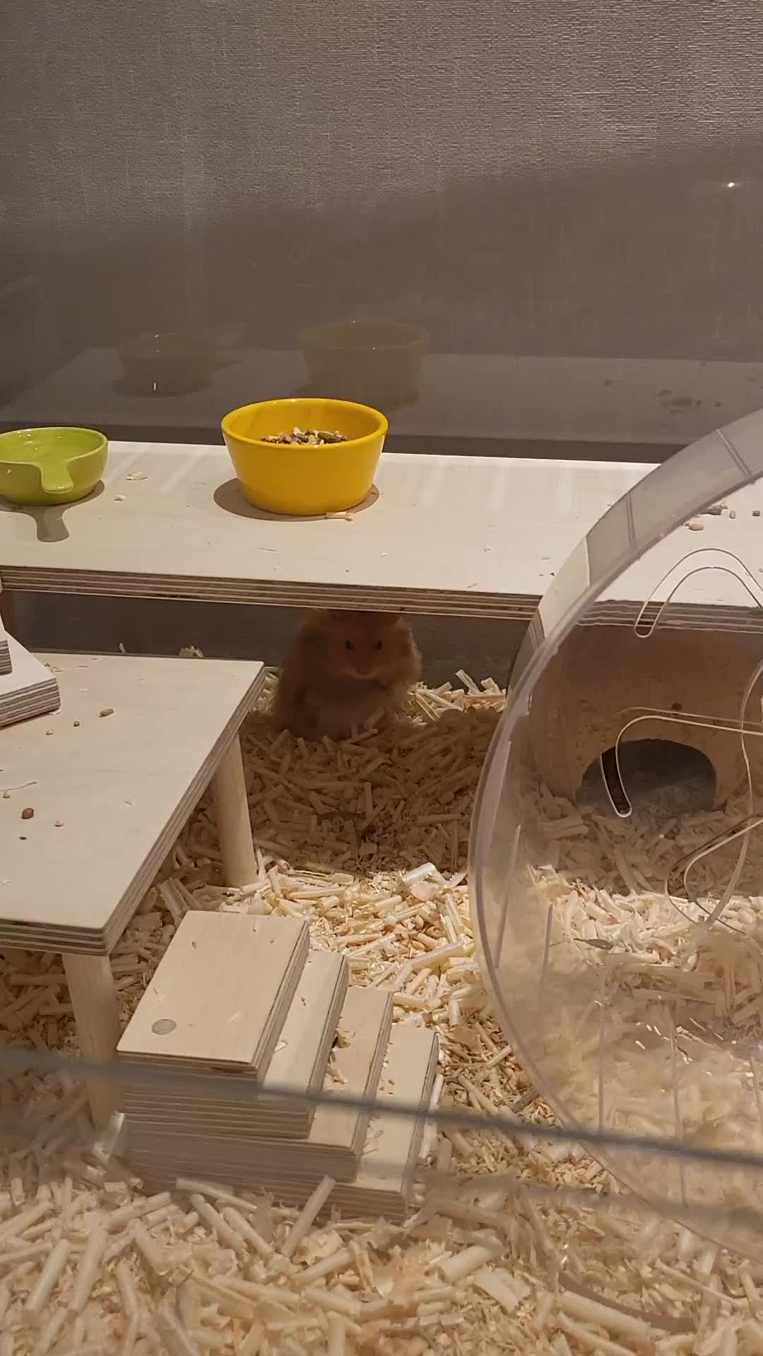 Kerandoman hamster