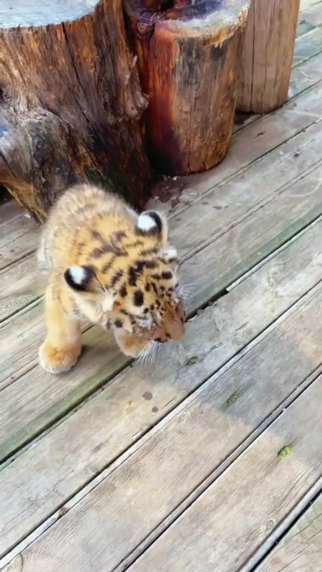 cuteness overload