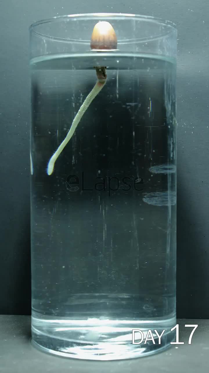 time lapse biji ek