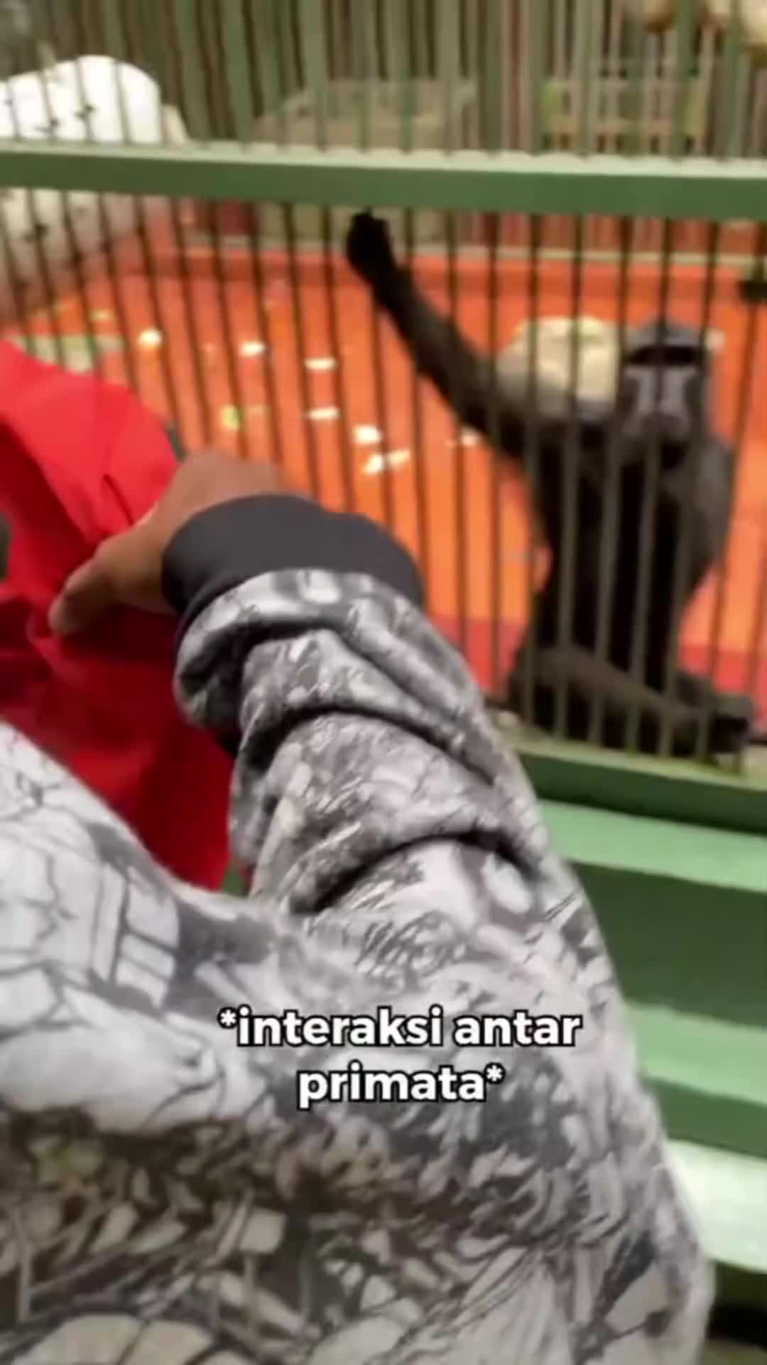 "Dasar monyet!" kata si monyet.