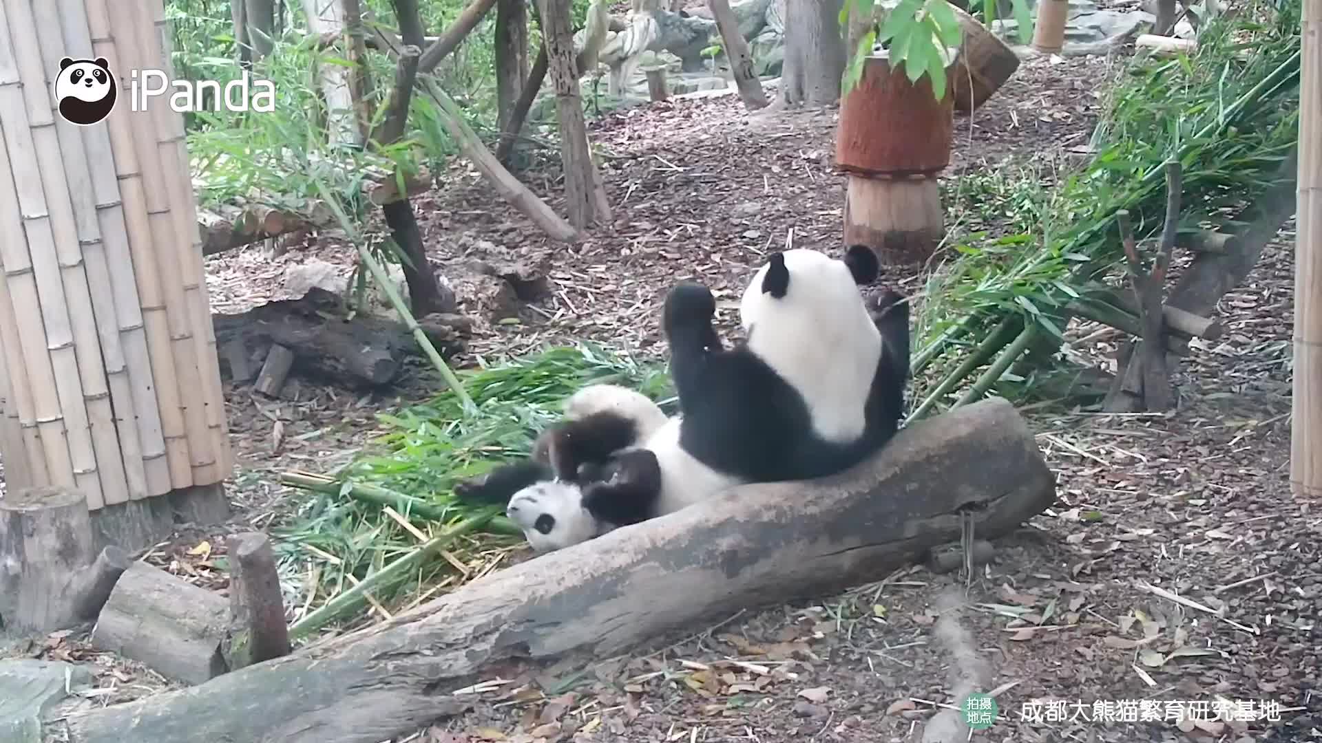 Lagi sarapan bambu