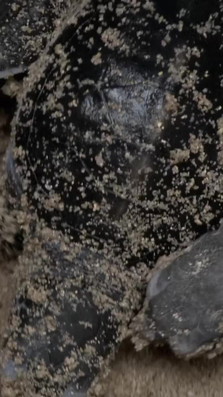Kelahiran penyu
