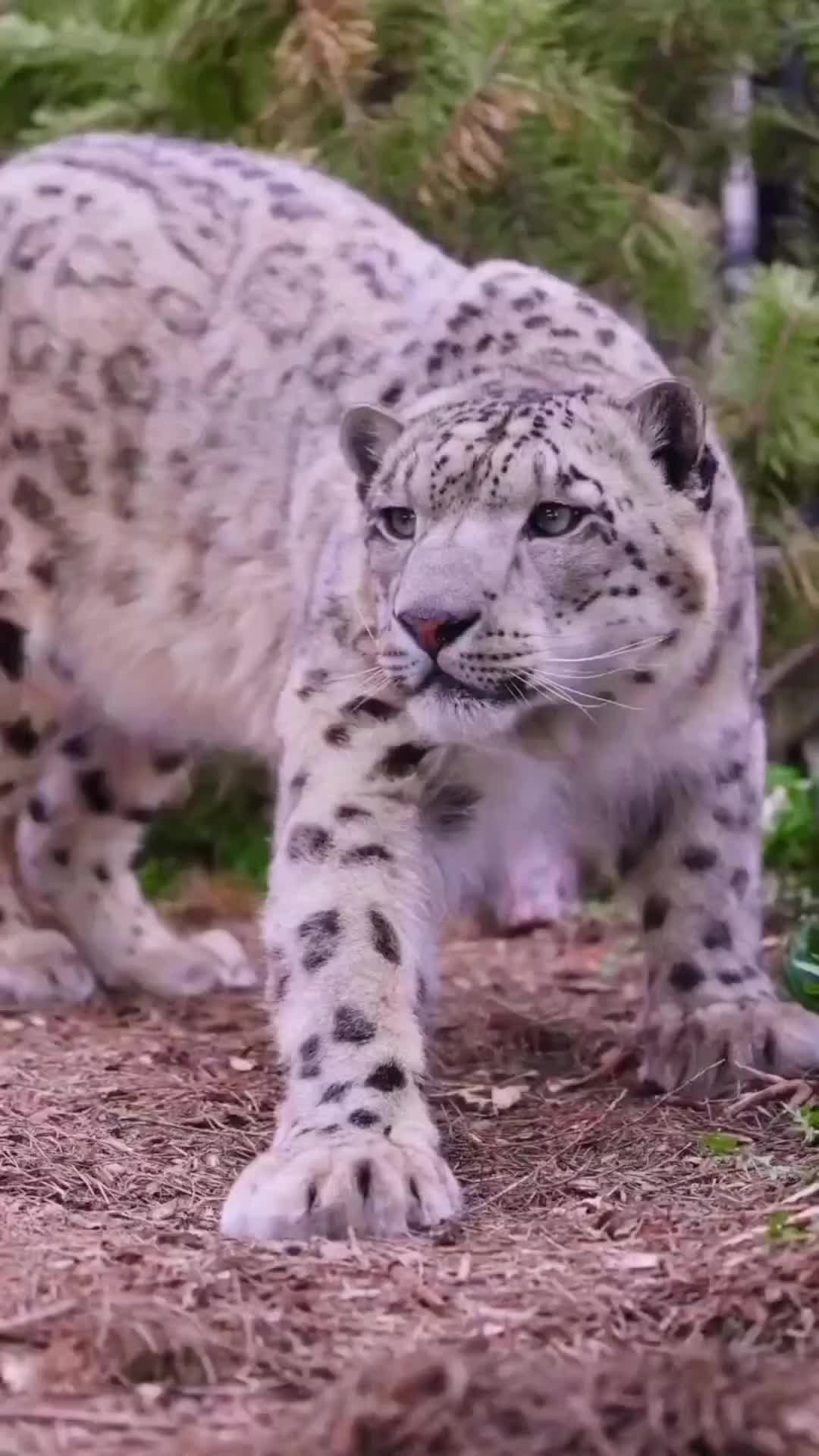 Peregangan