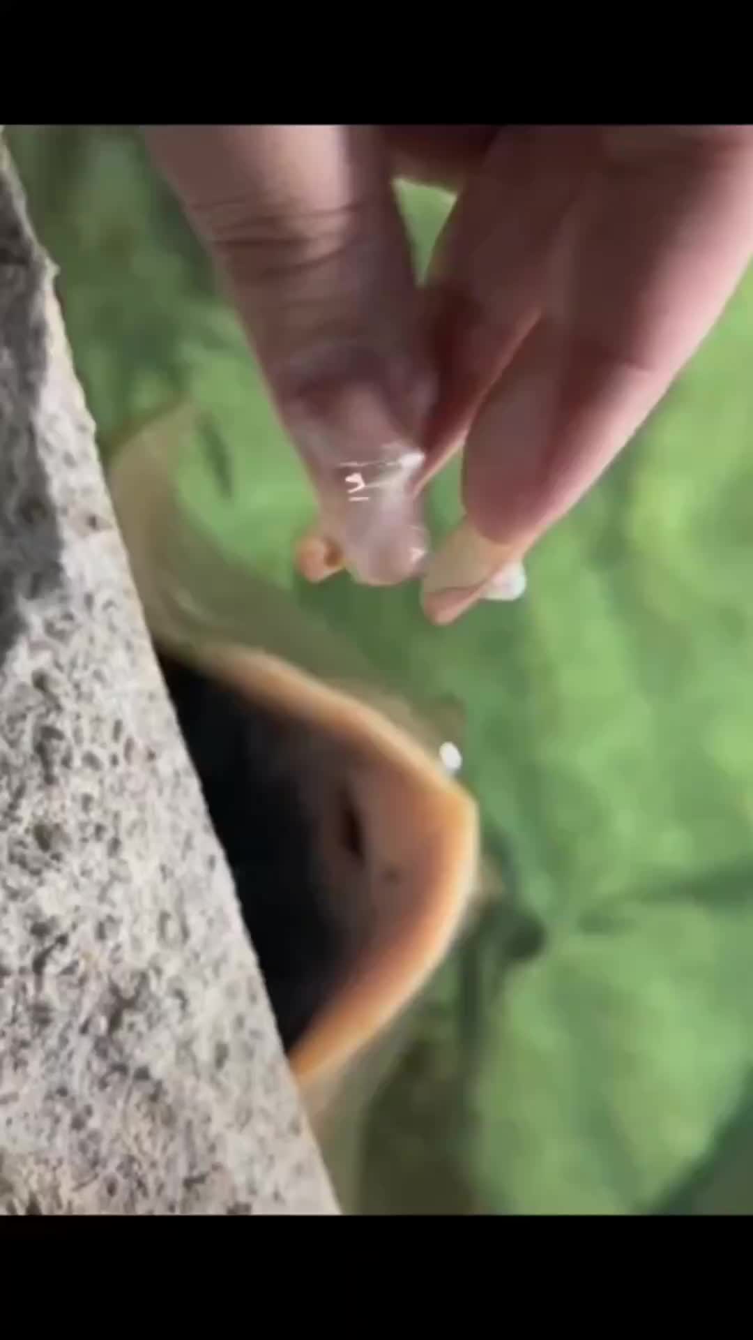 Lucu banget pari lagi makan
