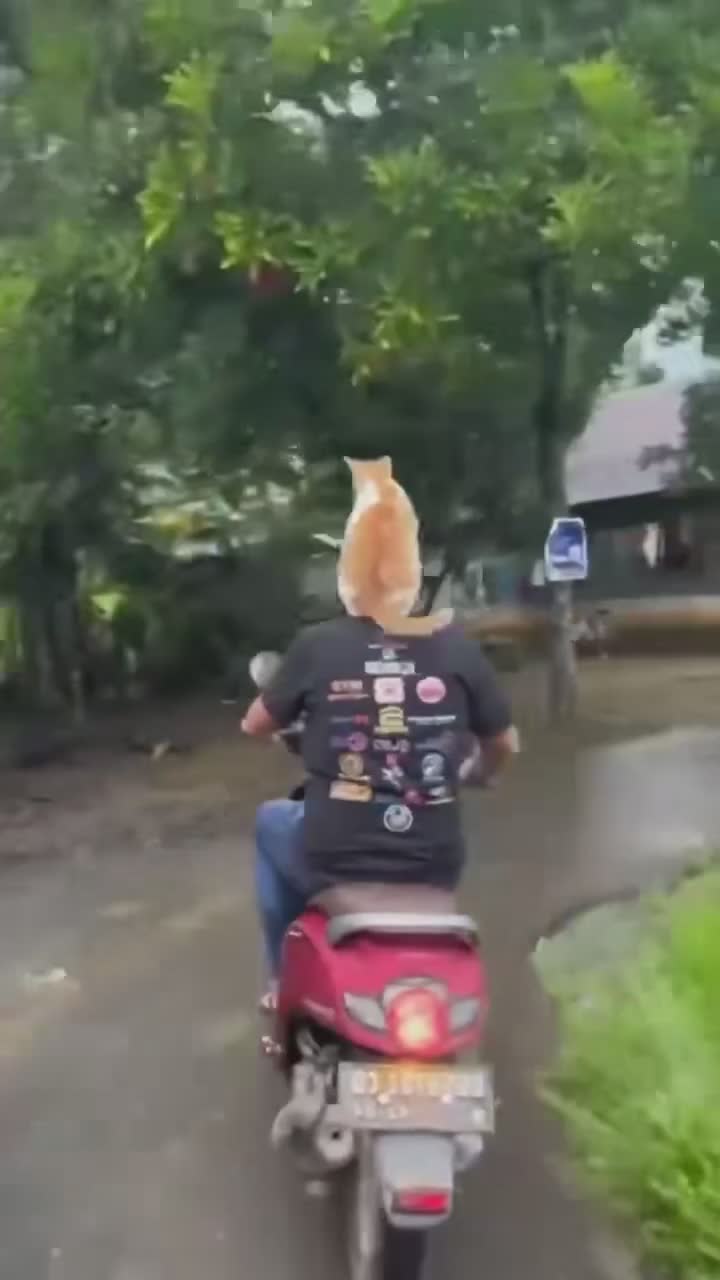 Kucingnya Udah Paham Harus Ngapain