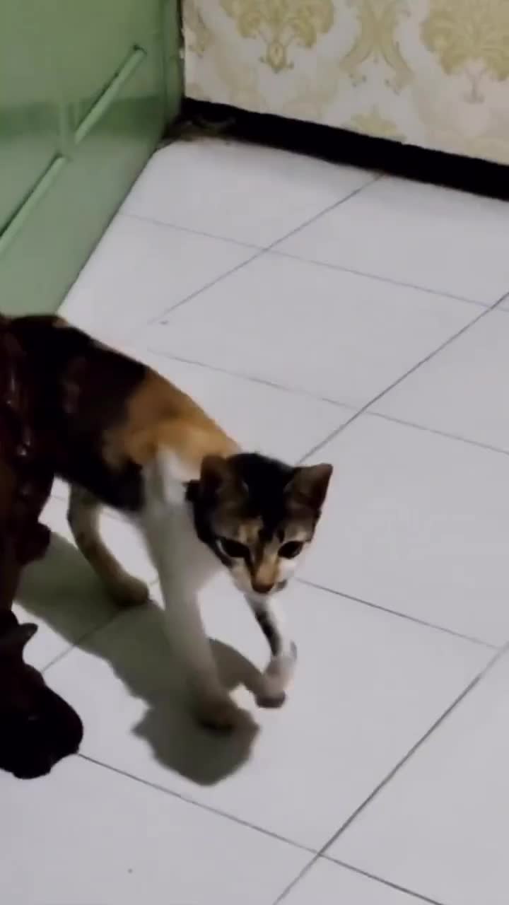 tamu kehormatan nih