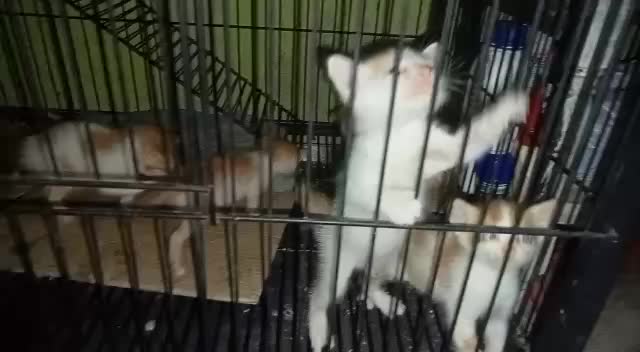 Calon penguasa dunia