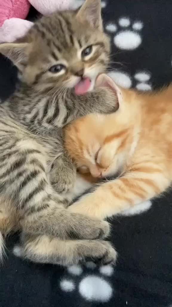 Dua bocil oyen dan abu lagi akur