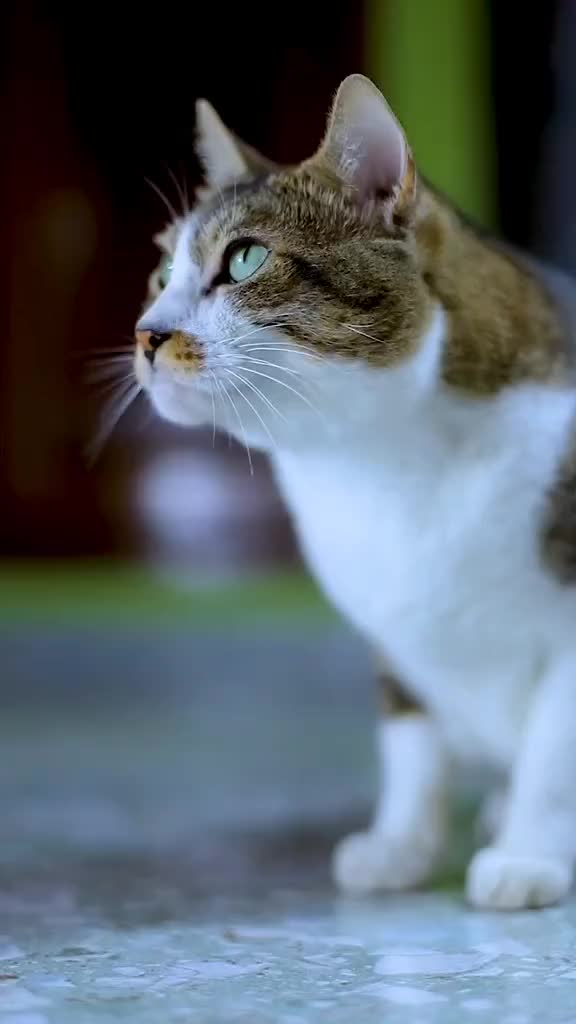 Main ledek ledekan