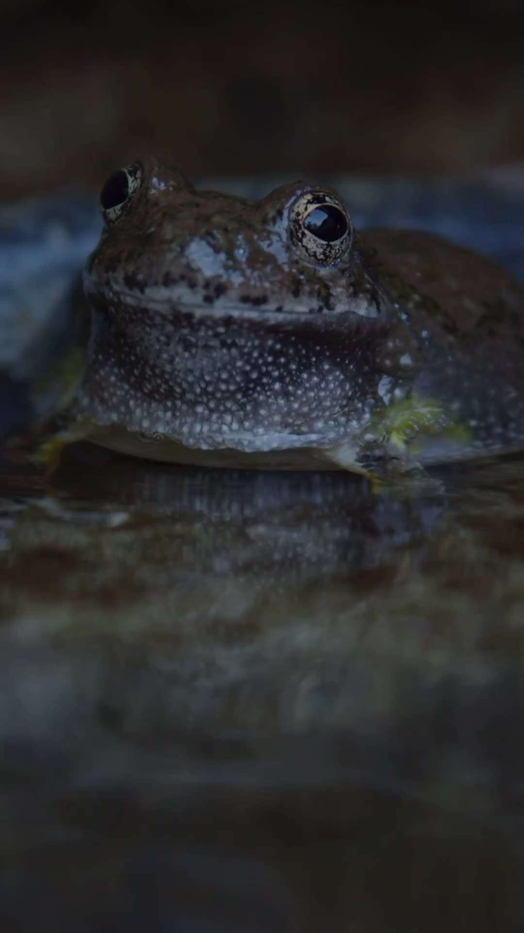 Kodok ngorok