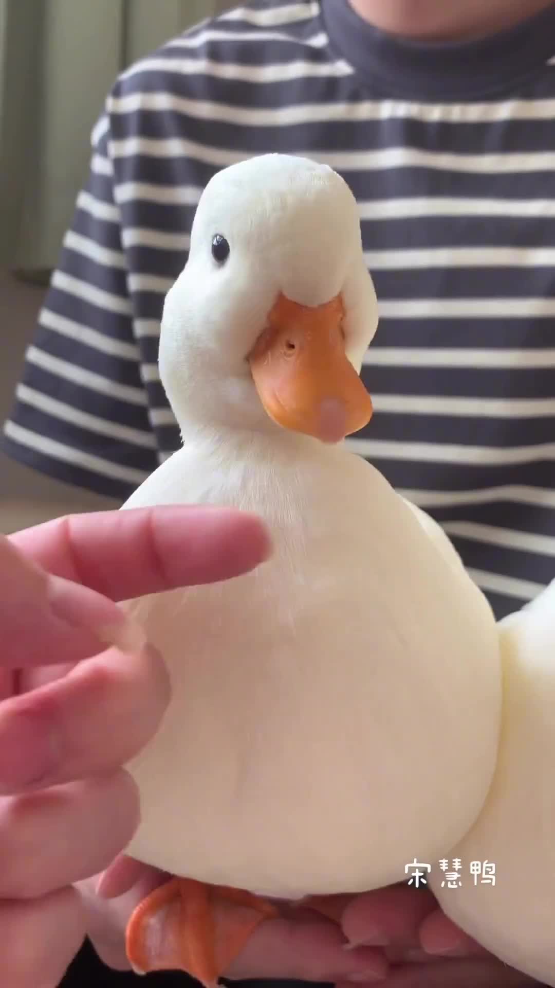 Bebek gemoy