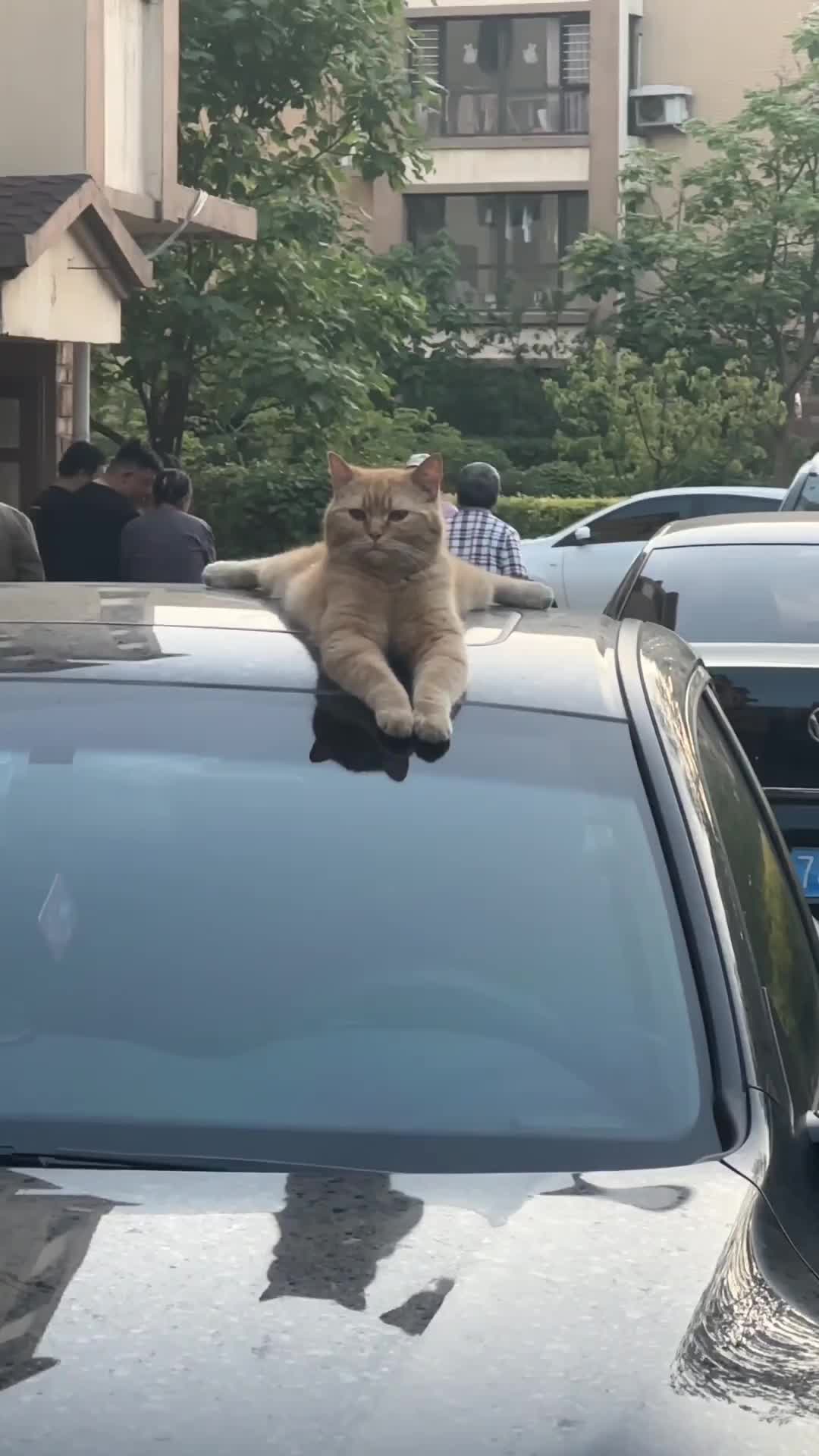 Pw banget si gembul berbulu ini
