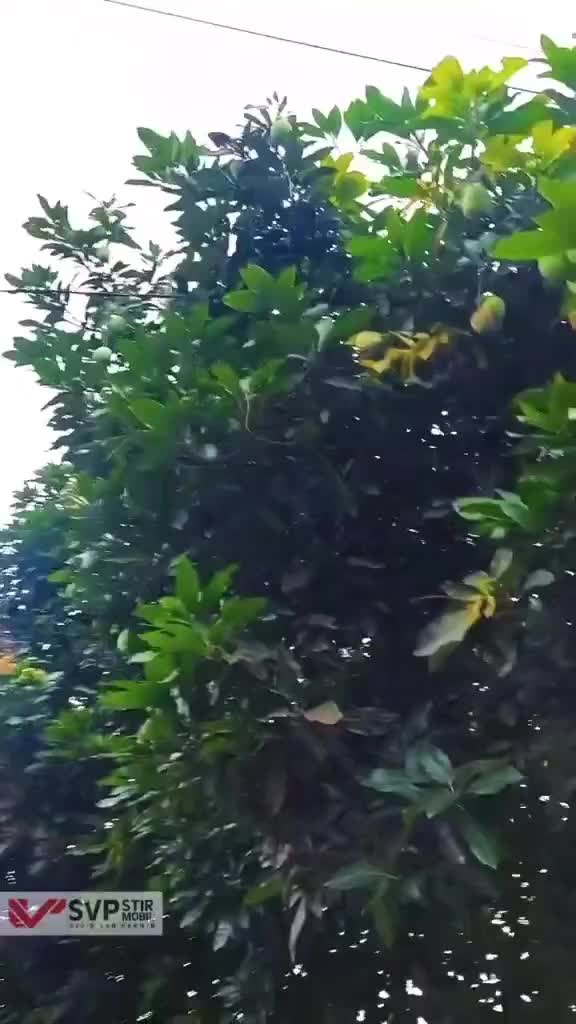 Parkir mobil di bawah pohon teduh sih tapi ada risikonya. Kalo ga kena pohon tumbang, bisa kena buahnya.
