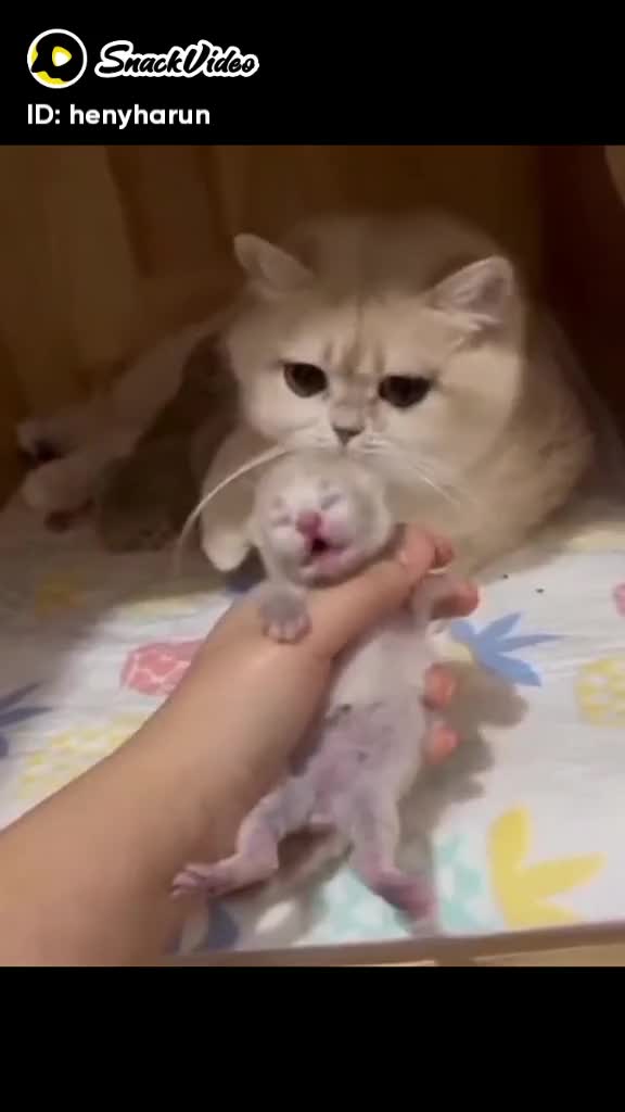 Acting pengisi suara funny animal guys