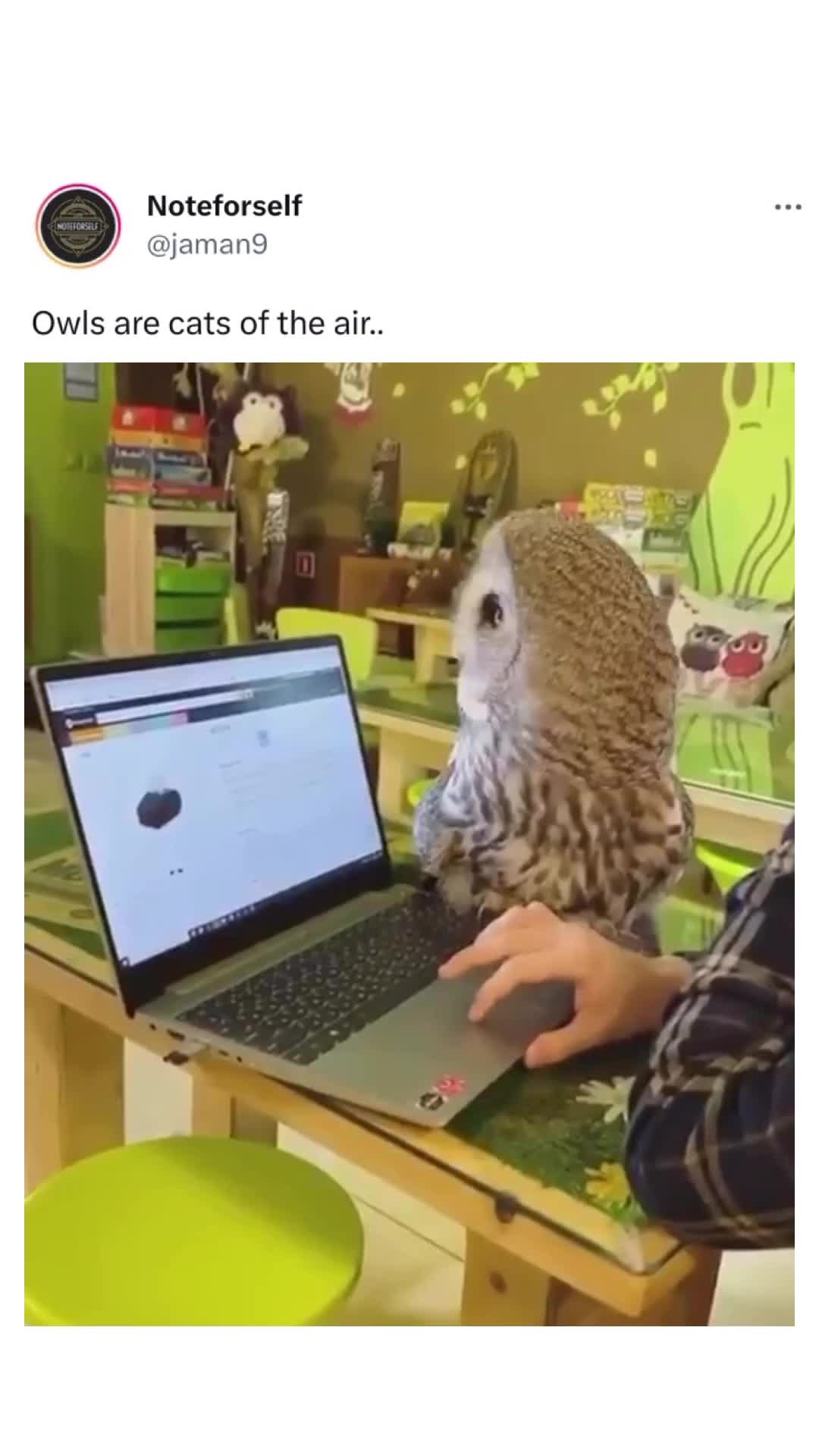 bisa meong gak ya burung hantunga