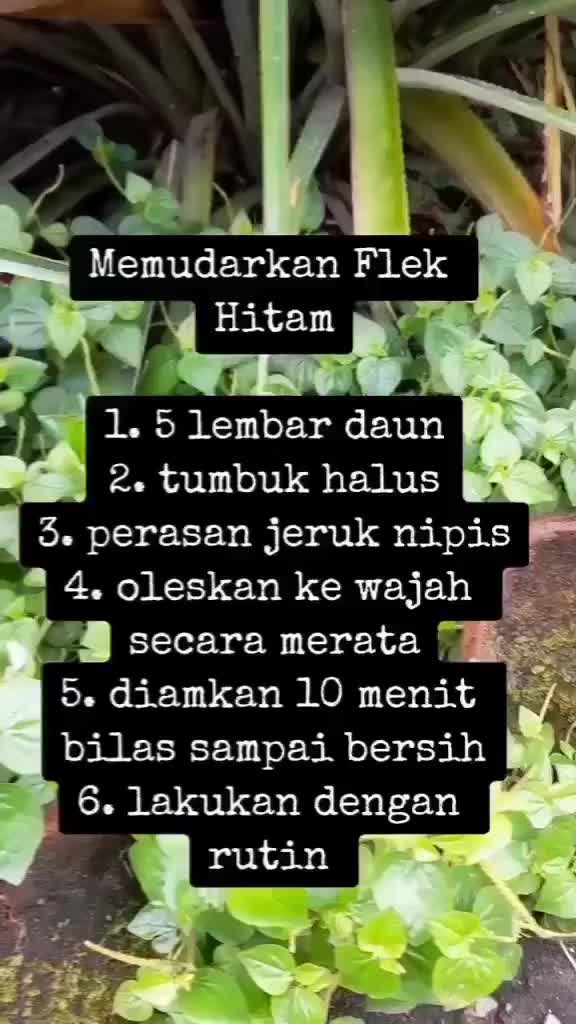 manfaat daun sirih cina
