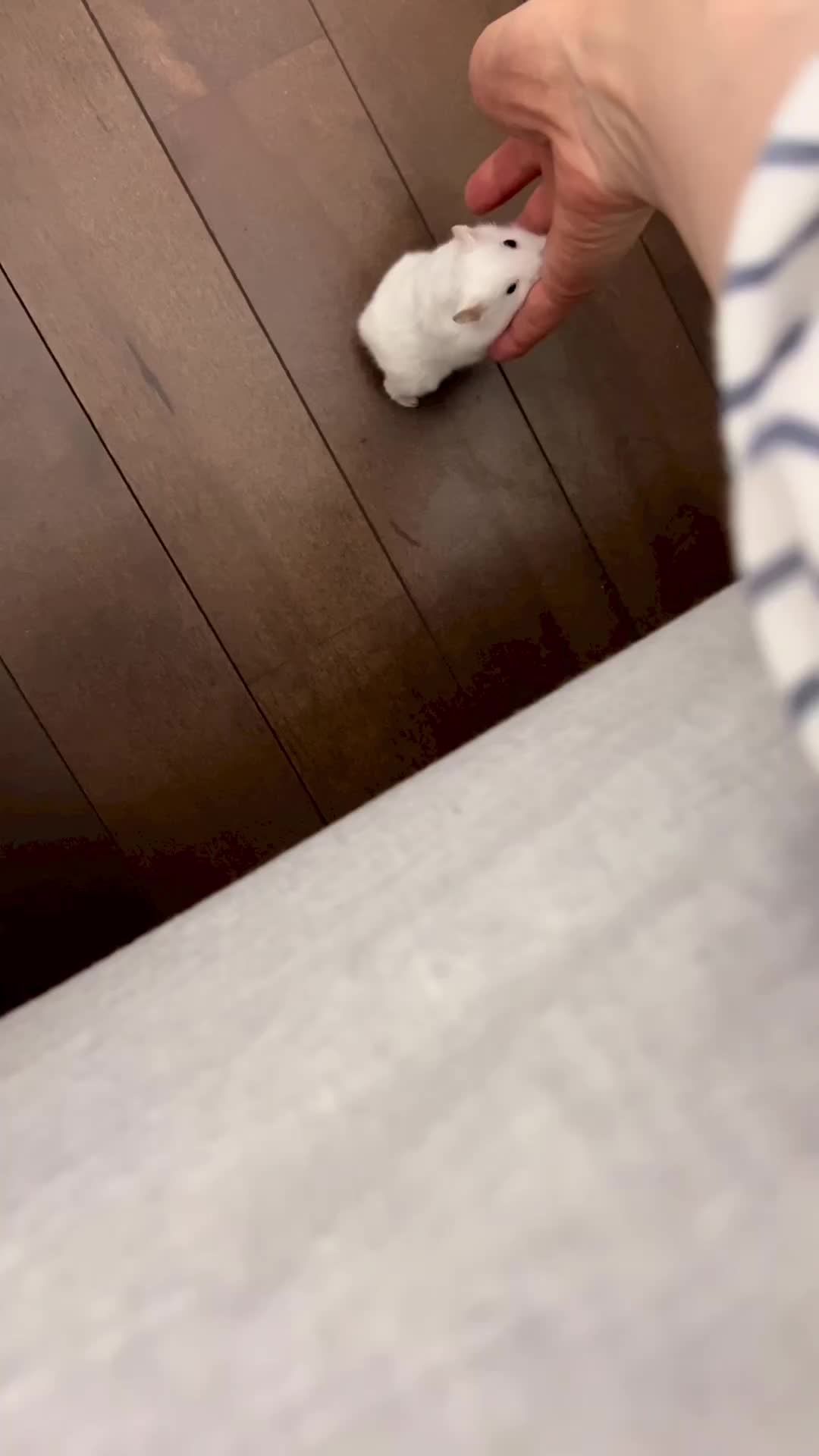Bayi kecil nan berbulu minta Bobo