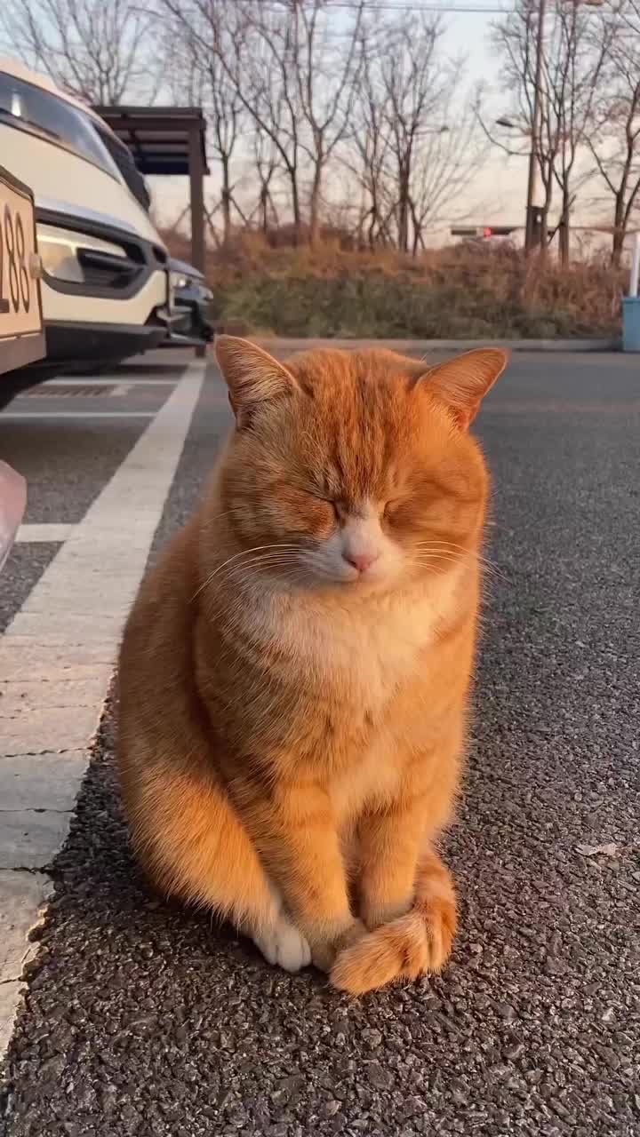 Oyen ternyata ngorok
