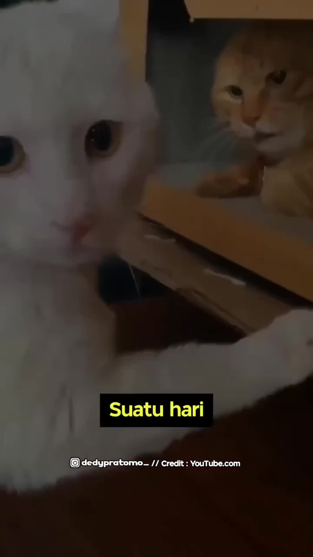 Fakta sebenarnya kucing oren