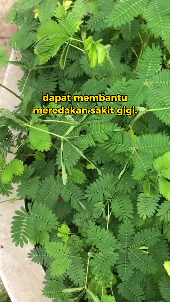 manfaat putri malu