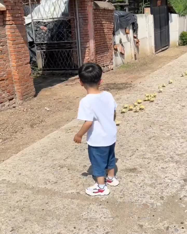 lucu sekali diikuti anak ayam