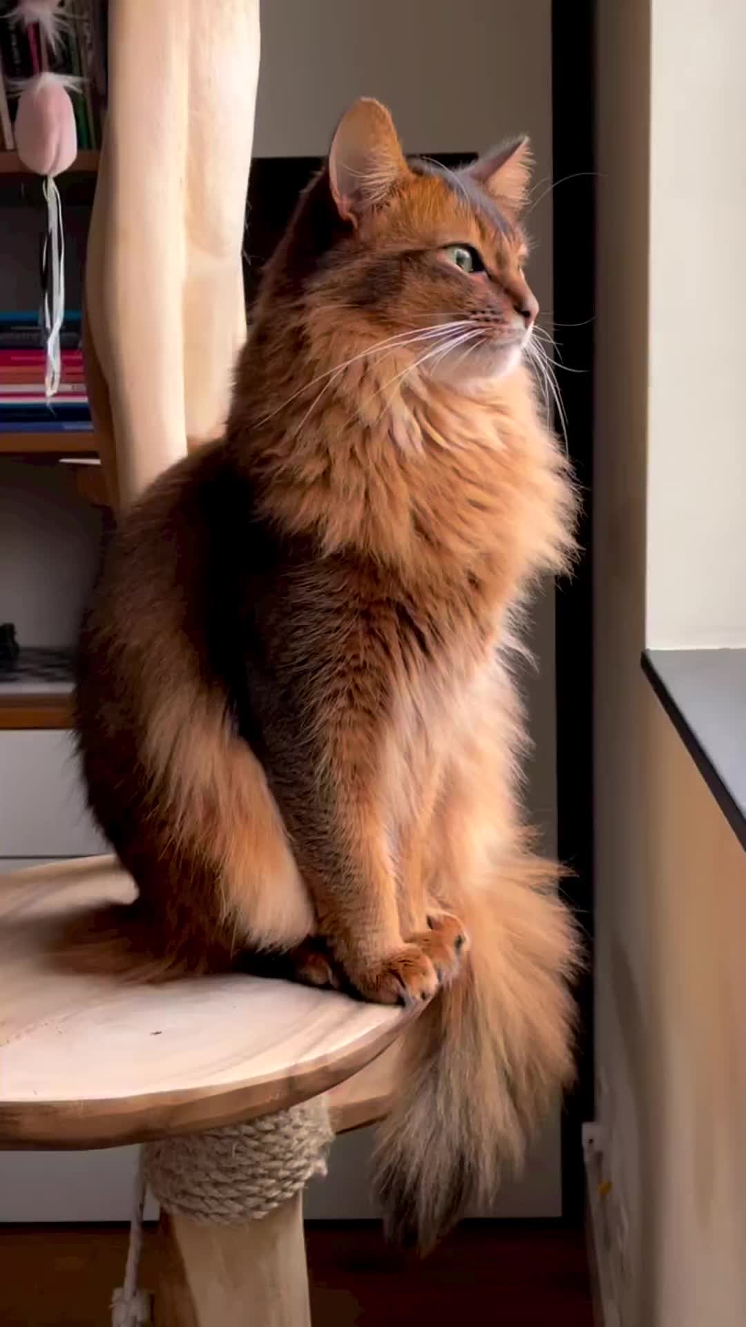 Si ganteng