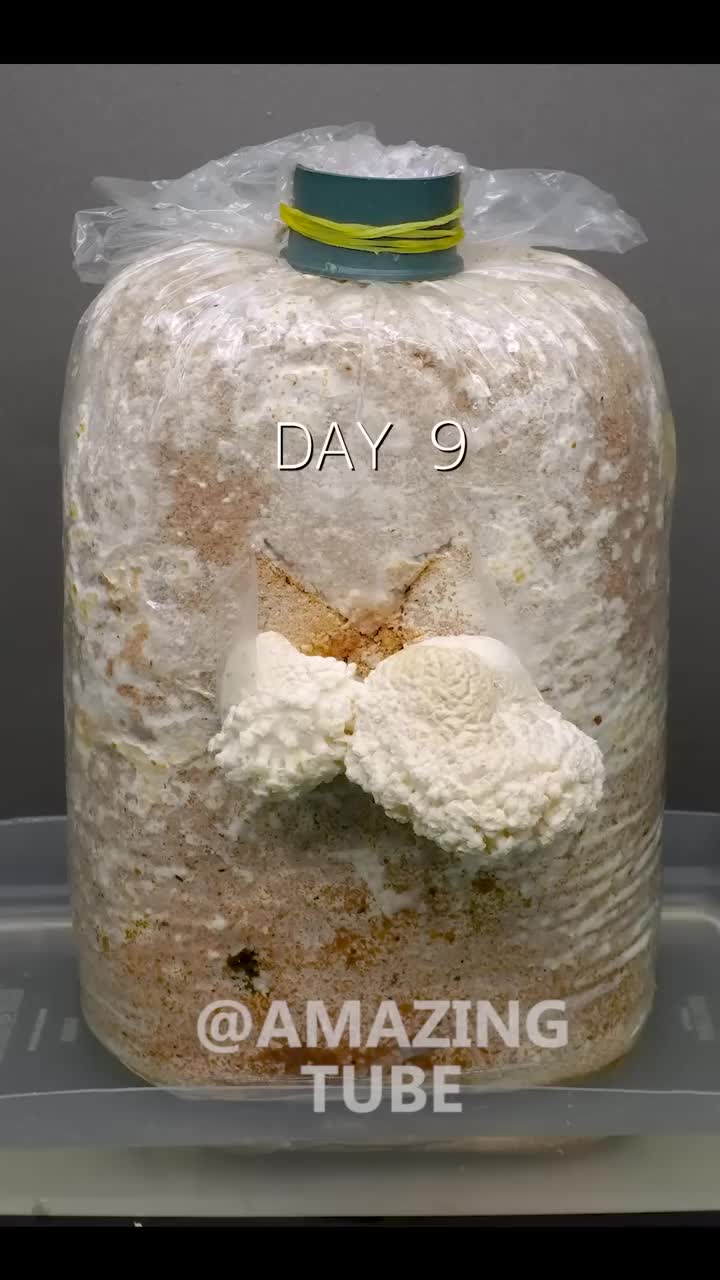 time lapse jamur