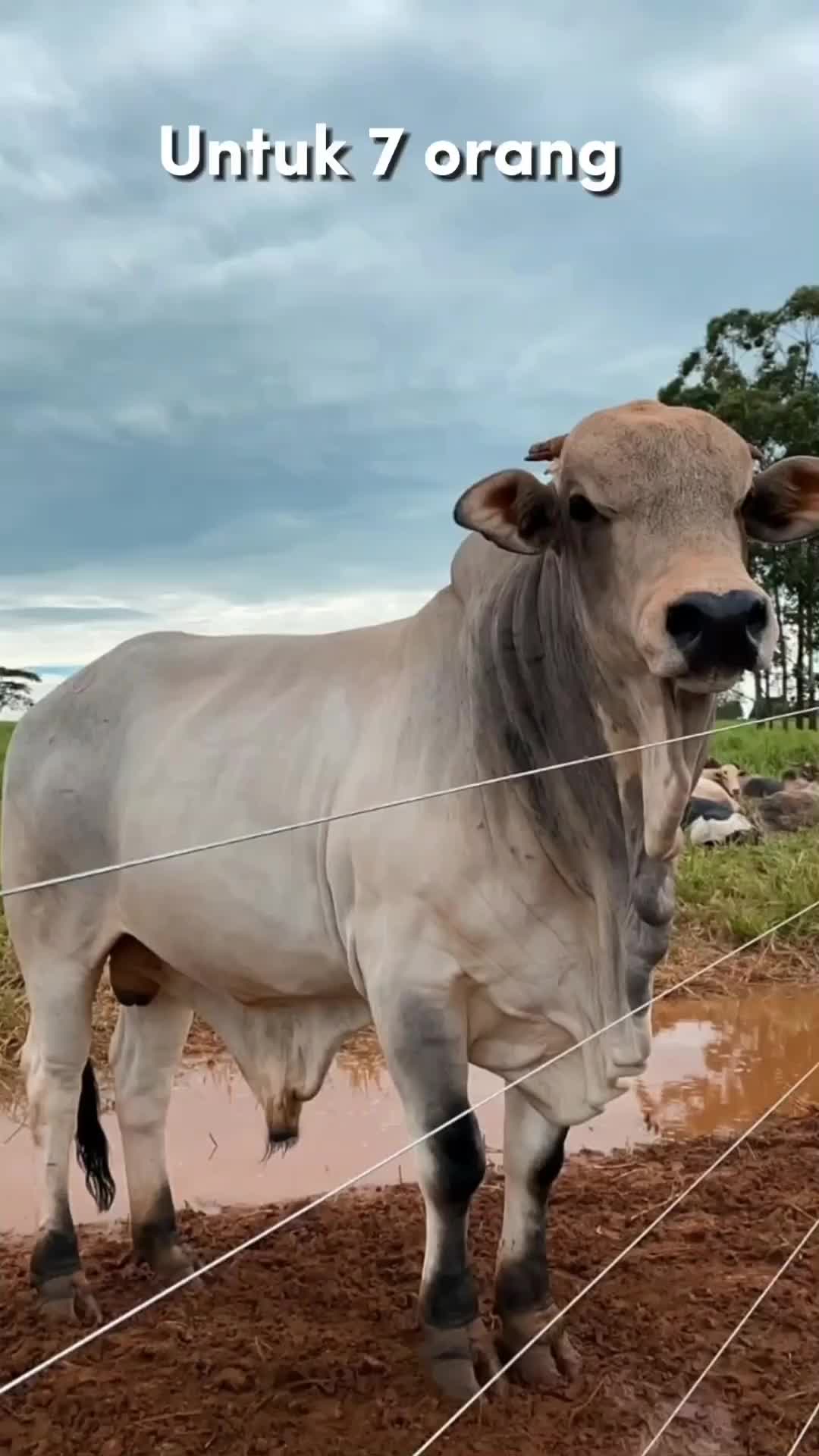 Selamat hari raya idul Adha🤭✨