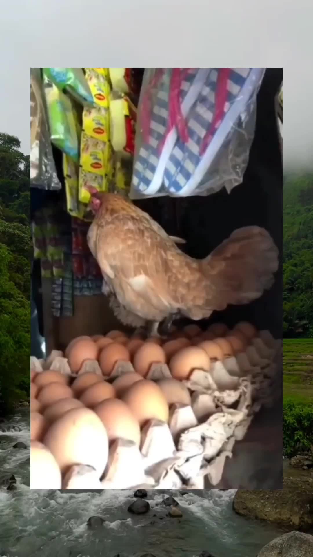 Telor Fresh Dari Pabriknya