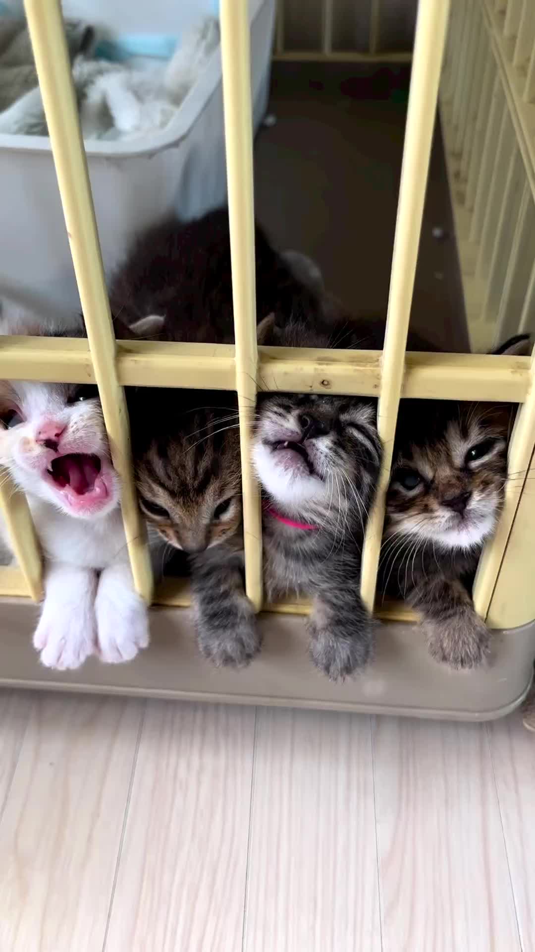 Lepasih kami mak