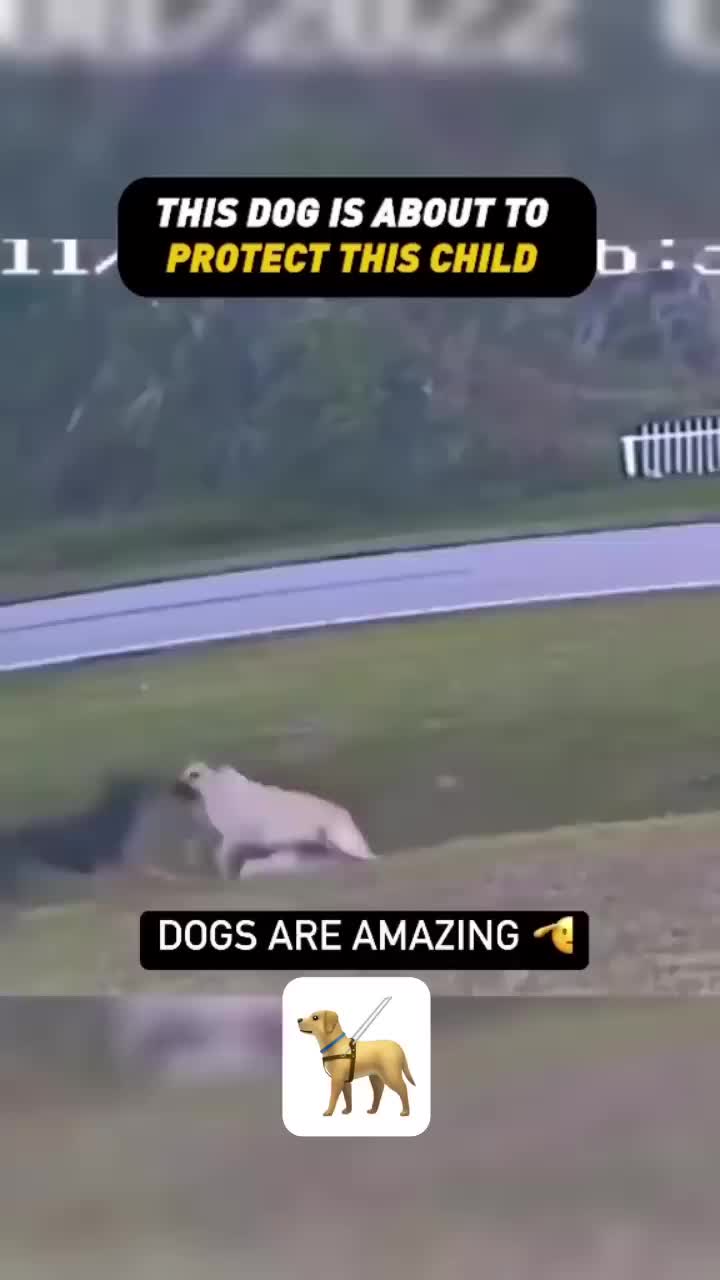 anjing menyelamatkan anak Dr serangan