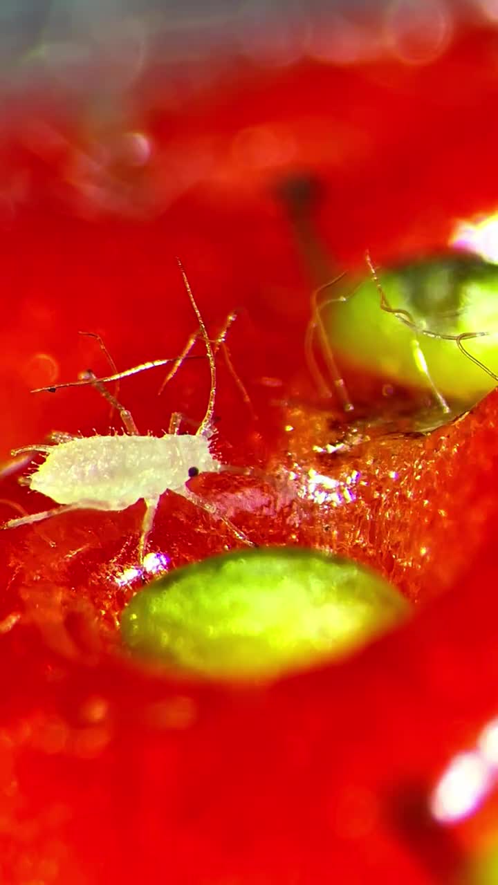 melihat strawberry menggunakan mikroskop
