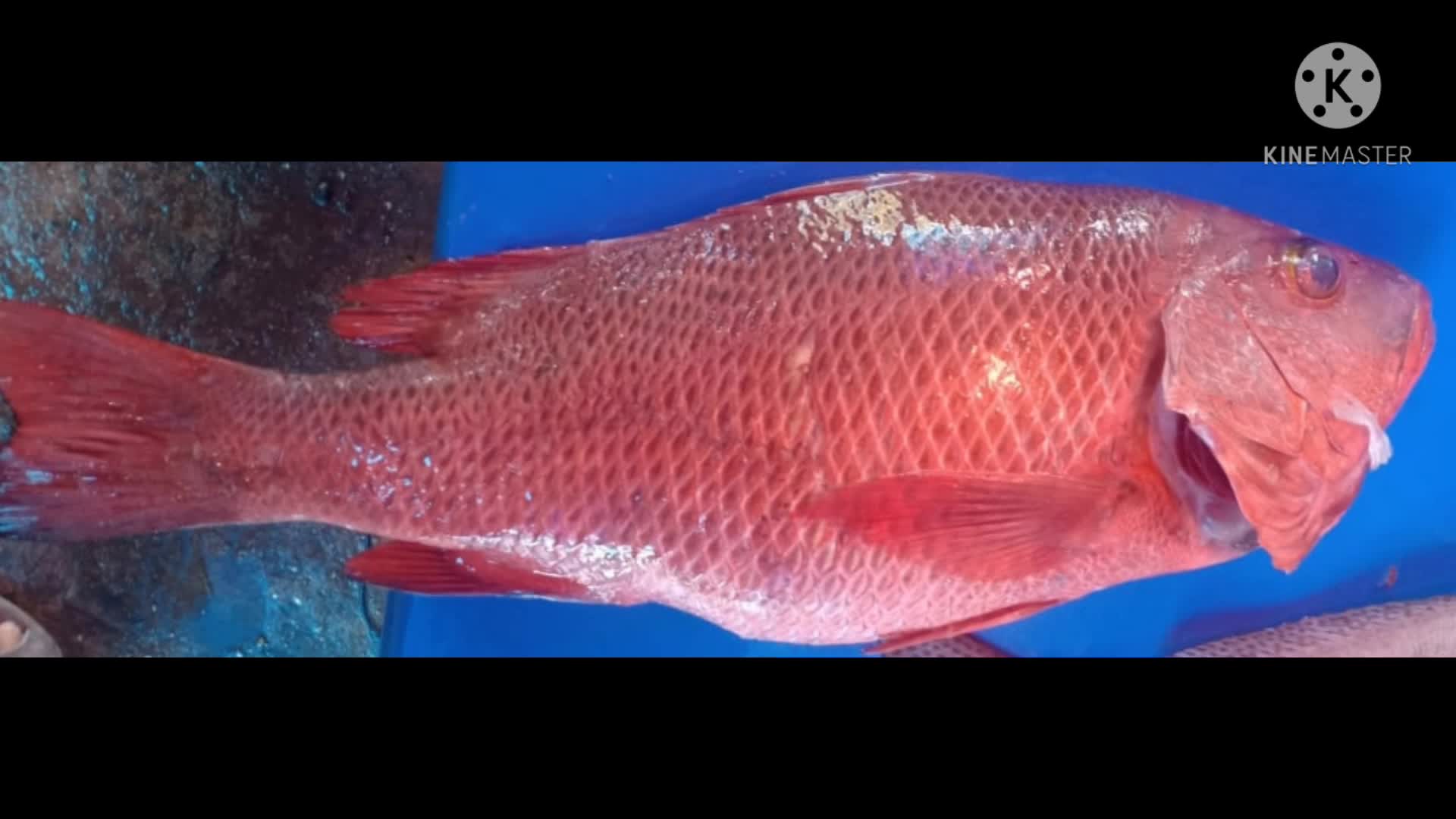 Bikin ketagihan dan super lezat, IKAN BAKAR DENGAN NASI LIWET/REMPAH DAN SAMBAL MANGGA DABU-DABU  