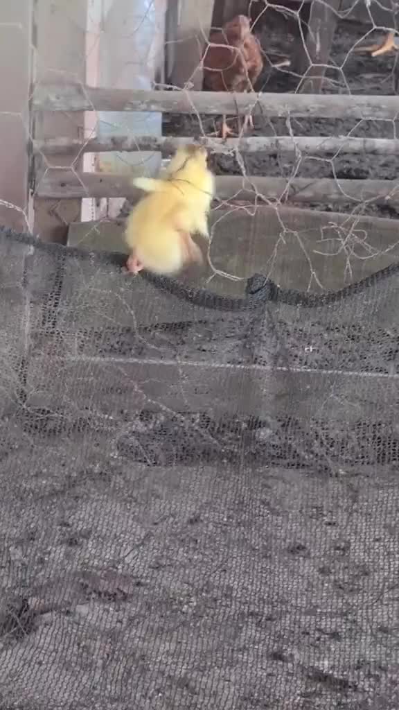 Spyduck