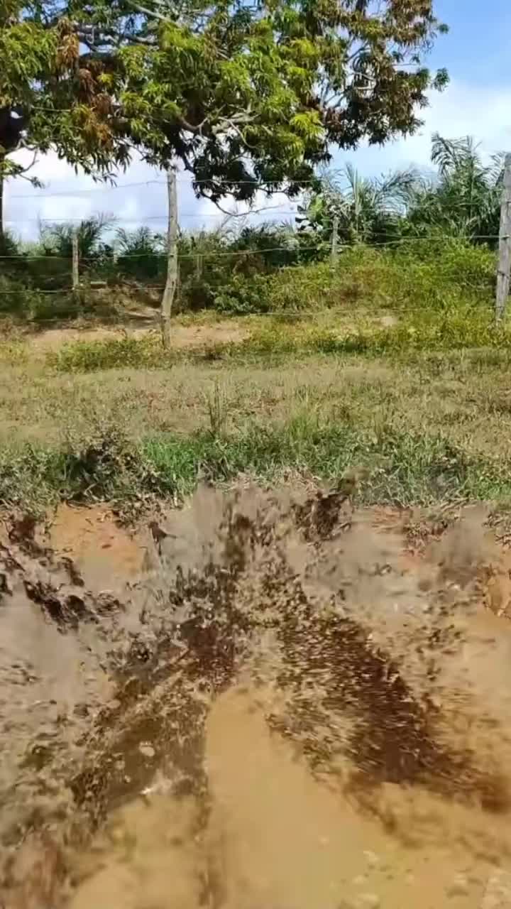 Kasian Batangnya Jadi Patah