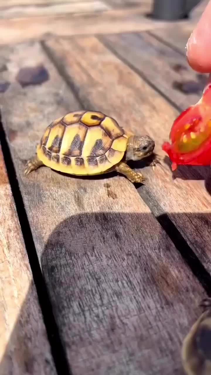 Bagi kura kura suka tomat