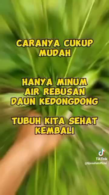 daun kedondong banyak manfaat