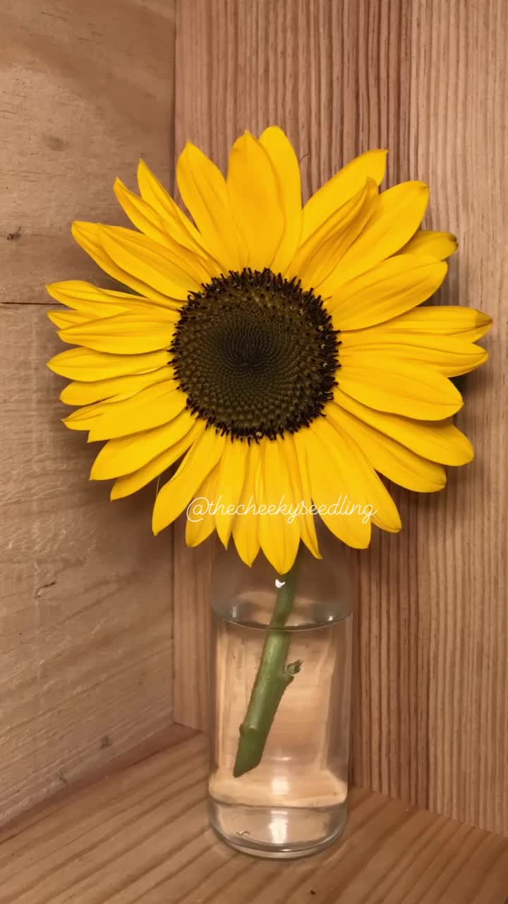 time lapse bunga matahari mekar
