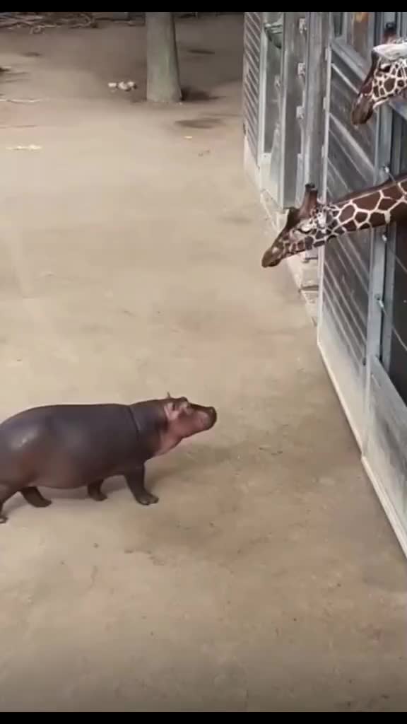 Kamu ni ape