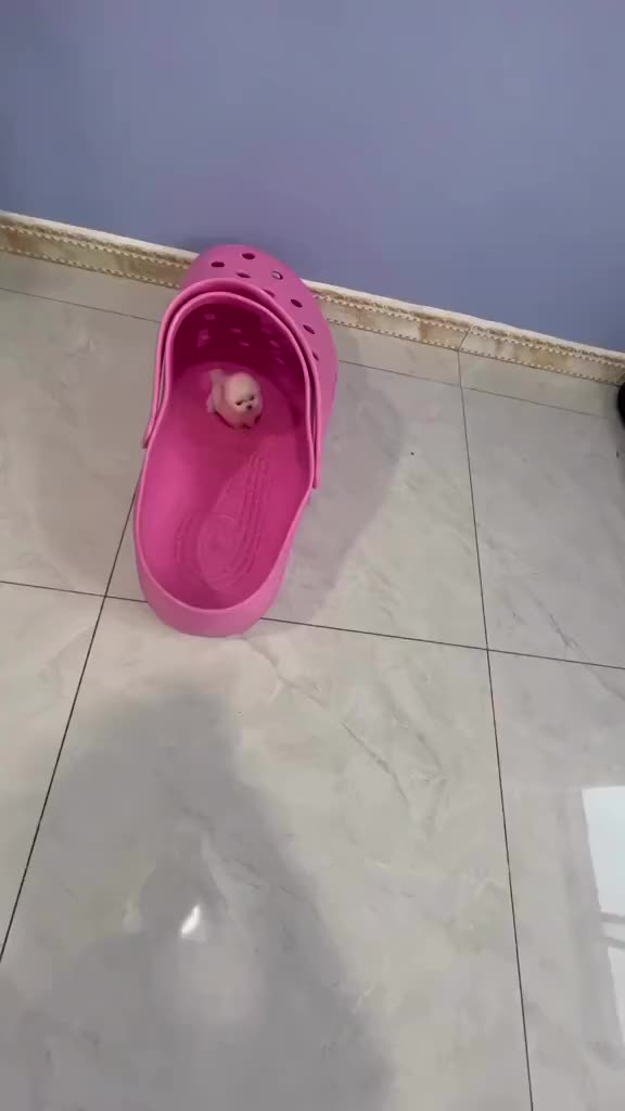 Ini yang gede sendalnya atau anjingnya yang kecil?