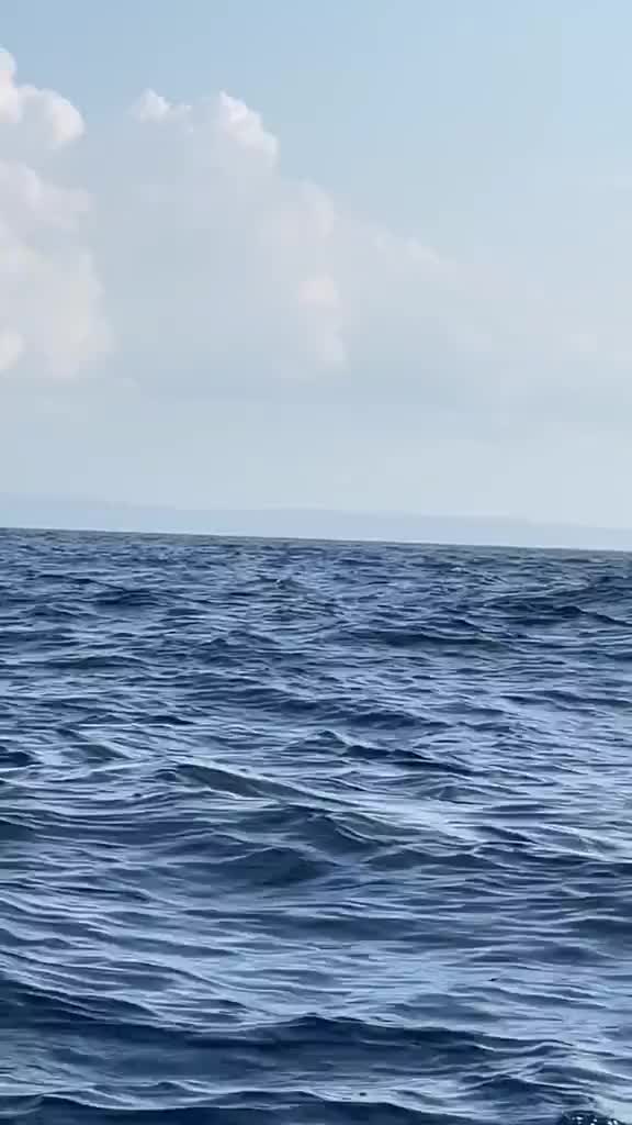 momen beruntung, bertemu paus di lautan